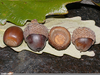 Chestnut Oak Acorns Image