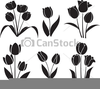 Drawing Of Tulips Clipart Image