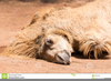 Camel Lying Down Clipart Image