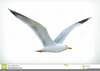Free Seagull Vector Clipart Image