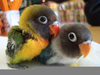 Cute Baby Parrots Image
