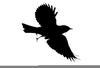 Mockingbird Clipart Image