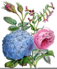 Vintage Hydrangea Clipart Image