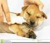 Puppy Love Clipart Free Image
