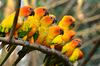 Yellow Parrots Name Image