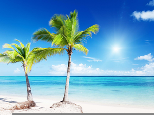 Palm Trees And Beaches Clipart Image