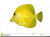 Clipart Fresh Water Fish Image