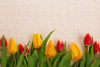 Tulip Border Qj Image