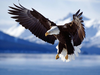 Flying Eagle Desktop Wallpaper Image