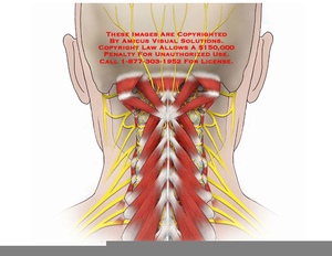 Posterior Cervical Anatomy | Free Images at Clker.com - vector clip art