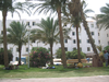 Sleeping Under Palm Trees Image