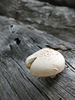 Mushroom Image