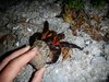 Coconut Crab Baby Image