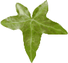 Plant Leaf Clip Art