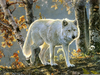 Forest Animals Images Image