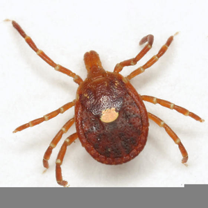 Arachnids Ticks Image