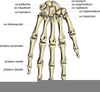 Clipart Skeleton Hand Image