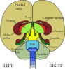 Brain Clip Art