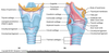 Vocal Ligament Dissection Image