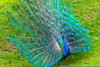 Peacock Bass Clipart Image