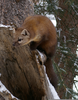 American Marten Wisconsin Image