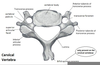 Labeled Cervical Vertebrae Image