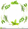 Free Herb Clipart Image