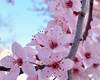 Clipart Japanese Cherry Blossoms Image