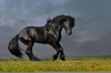 Majestic Horses Running Image