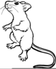 Rats Clipart Image