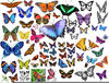 Butterfly Garden Clipart Image