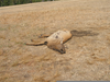 Dead Cow Elk Image