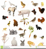 Clipart Animal Farms Image