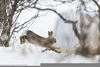 Rabbit Running Sequence Image