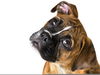 Boxer Puppy Wallpaper Image
