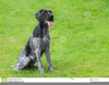 German Wirehaired Pointer Clipart Image