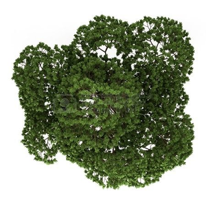Free Shrub Clipart Image