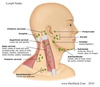 Lymph Node Locations Image