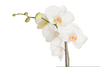 Clipart Orchids Image