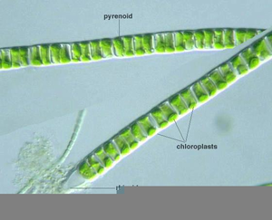 Ulothrix Slide Image