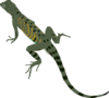 Green Black Lizard Clip Art