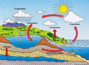 Water Cycle Respiration Image
