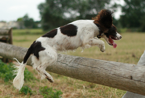 Dog Jumping Over Fence Image