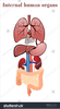 Human Kidney Clipart Image