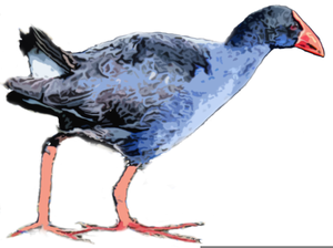 Pukeko Clipart Image