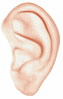 Human Ear Clip Art