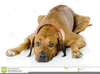 Dog Lying Down Clipart Image