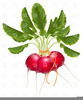 Salad Clipart Free Image