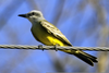 Tropical Kingbird Pictures Image