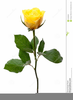 Clipart Yellow Rose Bud Image